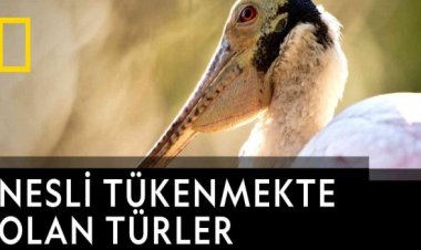 Tivibu Kasımda özel yapımları izleyiciyle buluşturuyor